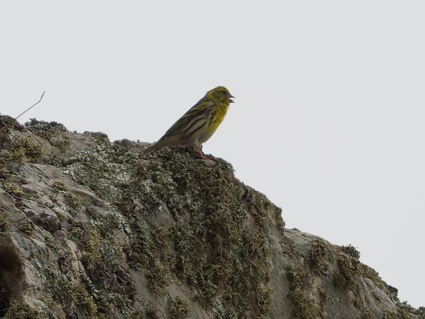 <h3><a href="/trips/extramadura/biota/animalia/chordata/aves/040 passeriformes/126 emberizidae/emberiza calandra/emberiza calandra-nl.html">Emberiza&nbsp;calandra</a> / Corn&nbsp;bunting / Grauwe&nbsp;gors</h3>OM-1 Mark II met OLYMPUS M.150-400mm F4.5, 1/2000 sec  bij F4.5, ISO 200, afstand 36.8&nbsp;m